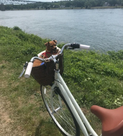 Schwinn Wayfarer Adult Cruiser Bicycle enjoying ride besie lake